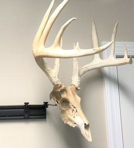 Pivoting European Skull Mount Bracket