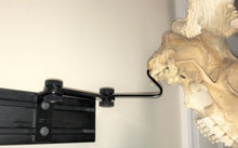 Load image into Gallery viewer, Pivoting European Skull Mount Bracket