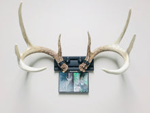 Load image into Gallery viewer, 8” - Kit #4 - Shed Antler Mounts