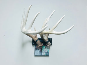 8” - Kit #4 - Shed Antler Mounts