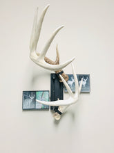 Load image into Gallery viewer, 8” - Kit #4 - Shed Antler Mounts