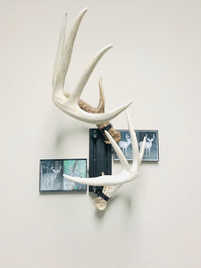 8” - Kit #4 - Shed Antler Mounts