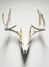 Load image into Gallery viewer, Whitetail deer euro skull mount displayed on wall using Rack Track mounting system.