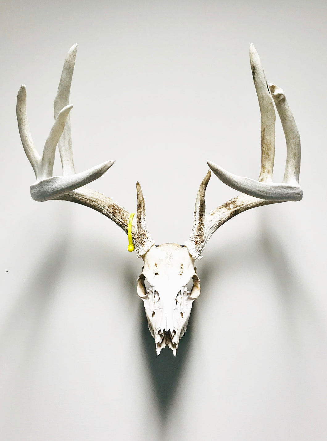 Whitetail deer euro skull mount displayed on wall using Rack Track mounting system.
