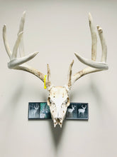 Load image into Gallery viewer, Whitetail deer skull mount displayed with trail camera photographs.