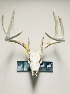 Whitetail deer skull mount displayed with trail camera photographs.