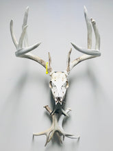 Load image into Gallery viewer, Whitetail deer skull mount displayed with shed antlers on Rack Track mounting system.