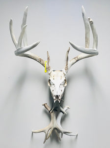 Whitetail deer skull mount displayed with shed antlers on Rack Track mounting system.