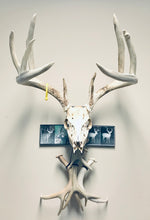 Load image into Gallery viewer, Whitetail deer skull mount displayed with shed antlers and photographs.