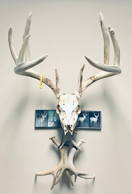 Whitetail deer skull mount displayed with shed antlers and photographs.
