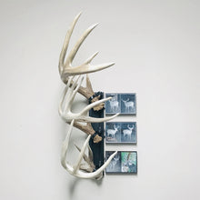 Load image into Gallery viewer, 18” - Kit #5 - Shed Antler Mounts