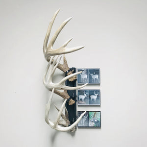 18” - Kit #5 - Shed Antler Mounts