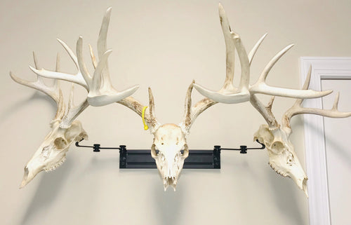 18” - Kit #3 - 3 Pivoting Skull Mounts