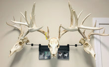 Load image into Gallery viewer, 18” - Kit #3 - 3 Pivoting Skull Mounts