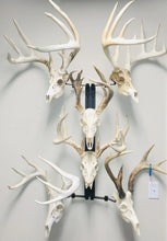 Load image into Gallery viewer, 32” - Kit #6 - 6 Skull Mounts